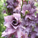 Load image into Gallery viewer, Larkspur, 'Earl Grey'
