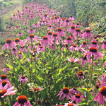 Load image into Gallery viewer, Echinacea (Purple Coneflower)
