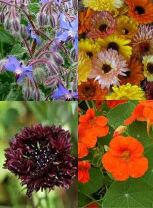 edible flower seed mix Edible Flower Mix