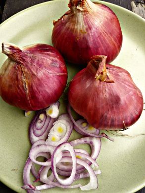 Shallot