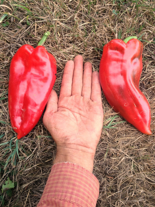 elephant ear pepper plant Sweet Pepper, 'Elephant's Ear'