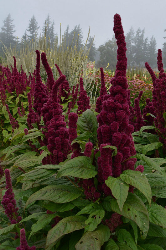 elephant head flower seeds Amaranth, 'Elephant's Head'
