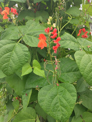 Load image into Gallery viewer, Bean, Pole Runner, 'Scarlet Emperor'
