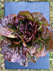 Load image into Gallery viewer, Lettuce, 'Eruption'
