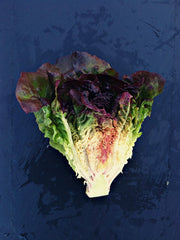 Load image into Gallery viewer, Lettuce, 'Eruption'
