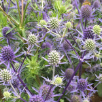 Load image into Gallery viewer, Eryngium, 'Blue Glitter'
