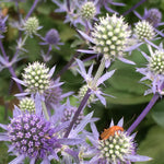 Load image into Gallery viewer, Eryngium, 'Blue Glitter'
