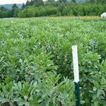 Load image into Gallery viewer, Fava, 'Aquadulce'
