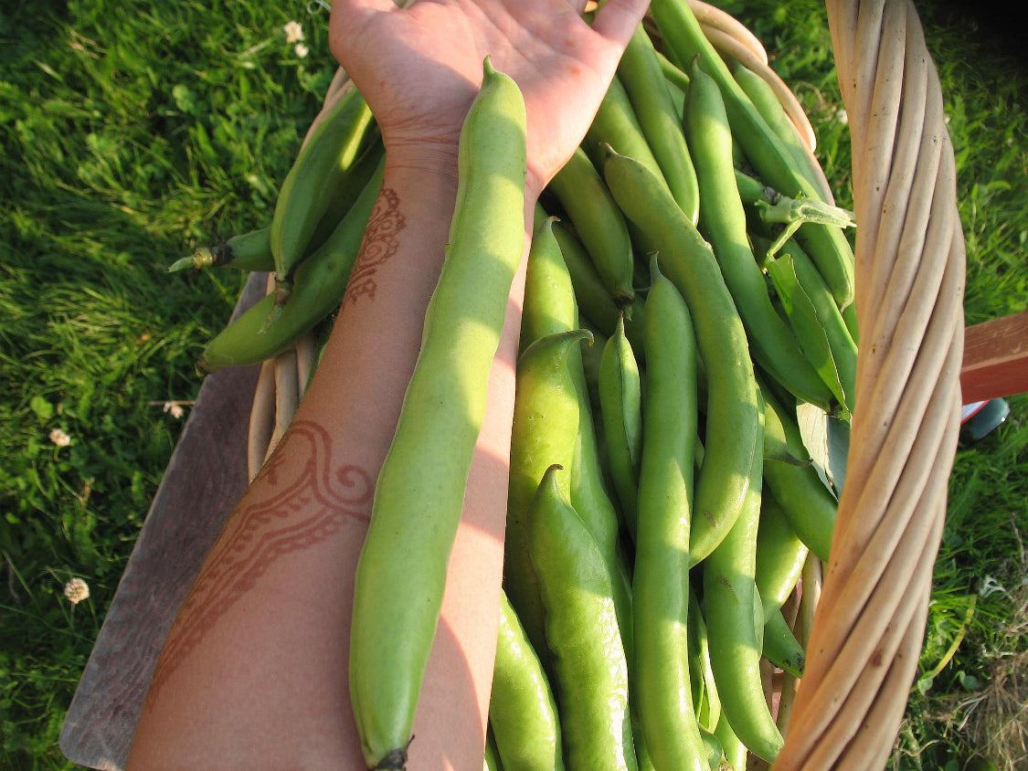 thumbnail image 2 of Aguadulce Fava Bean Seeds - 50 Count - NON-GMO - Country Creek Acres 2 of 5