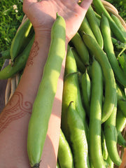 Load image into Gallery viewer, Fava, 'Aquadulce'
