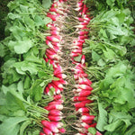 Load image into Gallery viewer, Radish, 'French Breakfast'
