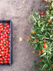 Load image into Gallery viewer, Tomato, 'Fiaschetto di Manduria'
