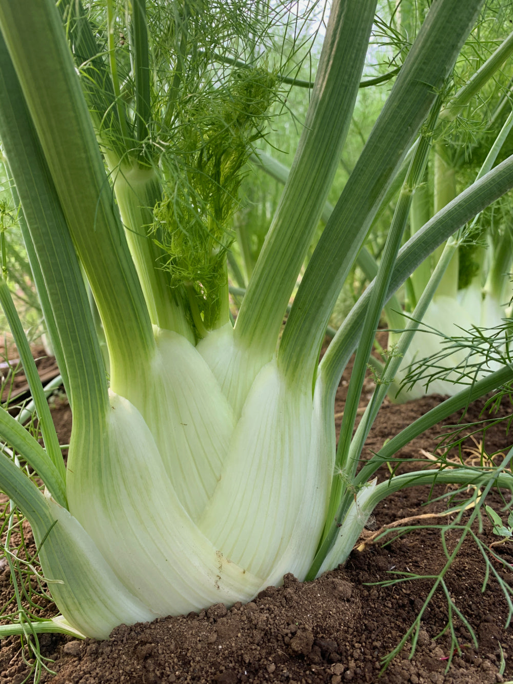 フェンネル fennel インバッグなし Fennel, 'Finale' | Uprising Seeds