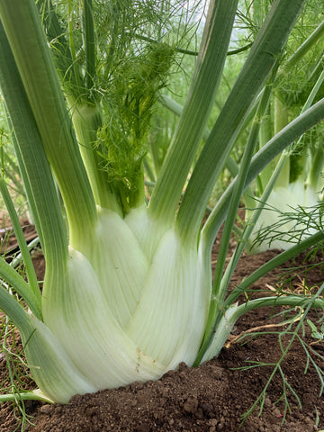 Fennel