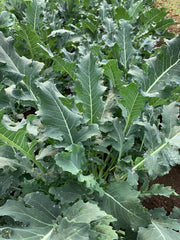 Load image into Gallery viewer, Broccoli, 'Broccolo Fiolaro di Creazzo'
