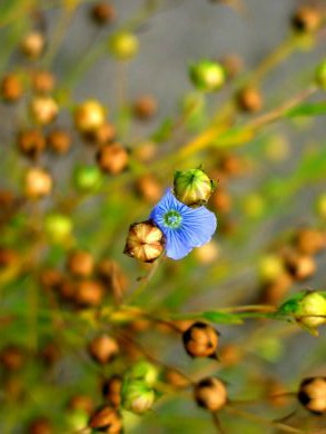 flax seed plant leaves Flax, 'Omega'