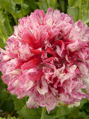 Load image into Gallery viewer, Poppy, Peony, 'Flemish Antique'
