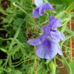 Load image into Gallery viewer, Sweet Pea, 'Flora Norton'
