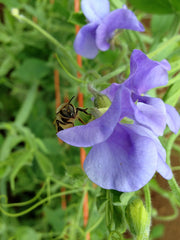 Load image into Gallery viewer, Sweet Pea, 'Flora Norton'
