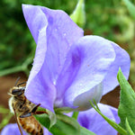 Load image into Gallery viewer, Sweet Pea, 'Flora Norton'

