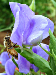 Load image into Gallery viewer, Sweet Pea, 'Flora Norton'
