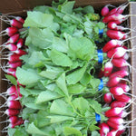 Load image into Gallery viewer, Radish, 'French Breakfast'
