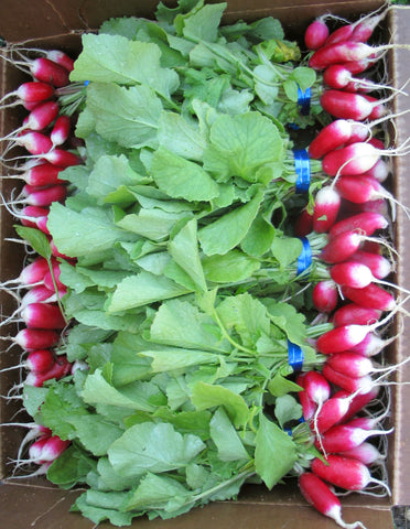 Radish
