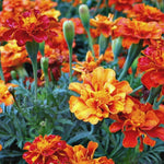 Load image into Gallery viewer, Marigold, 'French Brocade'
