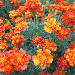 Load image into Gallery viewer, Marigold, 'French Brocade'
