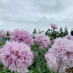 Load image into Gallery viewer, Poppy, Peony, 'Lilac Pompom'
