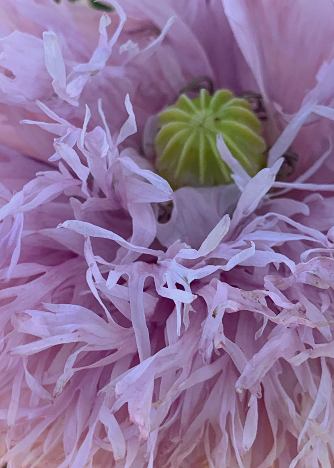 lavender poppy flower Poppy, Peony, 'Lilac Pompom'