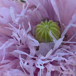 Load image into Gallery viewer, Poppy, Peony, 'Lilac Pompom'
