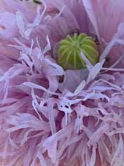 Load image into Gallery viewer, Poppy, Peony, 'Lilac Pompom'
