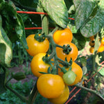 Load image into Gallery viewer, Tomato, 'Galina'
