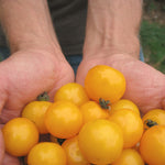 Load image into Gallery viewer, Tomato, 'Galina'
