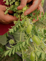 Load image into Gallery viewer, Garbanzo, 'Black Kabouli'
