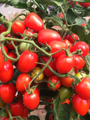 Load image into Gallery viewer, Tomato, 'Gardener's Sweetheart'
