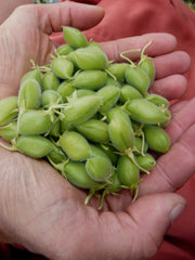 Load image into Gallery viewer, Garbanzo, 'Black Kabouli'
