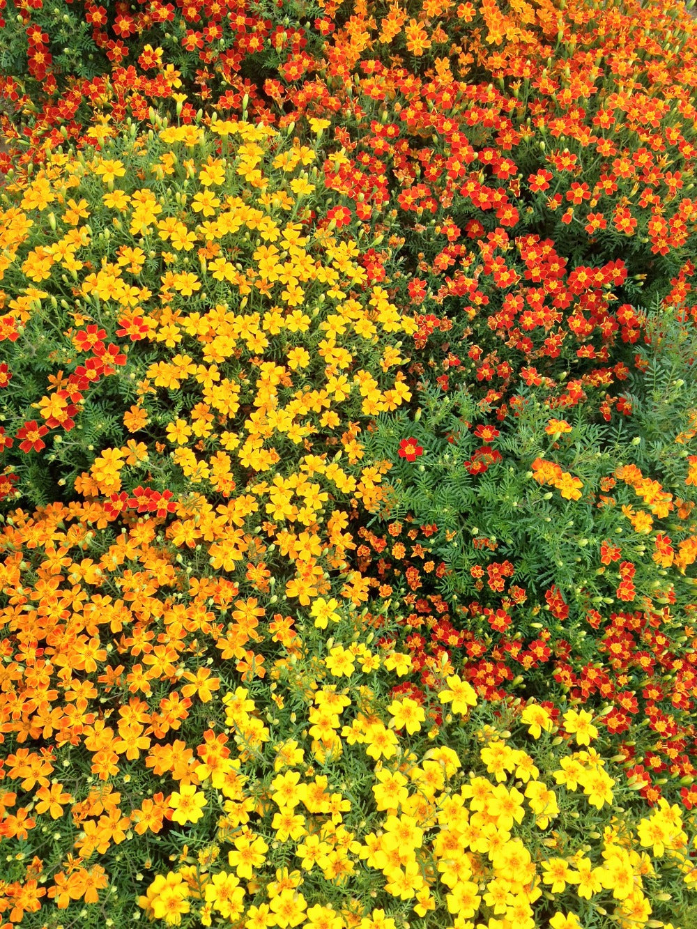 gem marigold seeds Marigold, 'Gems'