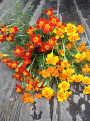 Load image into Gallery viewer, Marigold, 'Gems'
