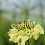 Load image into Gallery viewer, Scabiosa, 'Giant Yellow'
