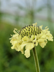 Load image into Gallery viewer, Scabiosa, 'Giant Yellow'
