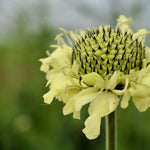 Load image into Gallery viewer, Scabiosa, 'Giant Yellow'
