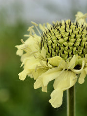 Load image into Gallery viewer, Scabiosa, 'Giant Yellow'
