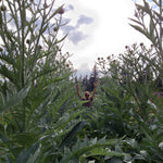 Load image into Gallery viewer, Cardoon, 'Gobbo di Nizza'
