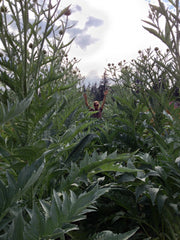 Load image into Gallery viewer, Cardoon, 'Gobbo di Nizza'
