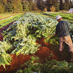 Load image into Gallery viewer, Cardoon, 'Gobbo di Nizza'
