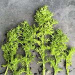 Load image into Gallery viewer, Asian Greens, 'Golden Frills'
