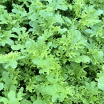 Load image into Gallery viewer, Asian Greens, 'Golden Frills'
