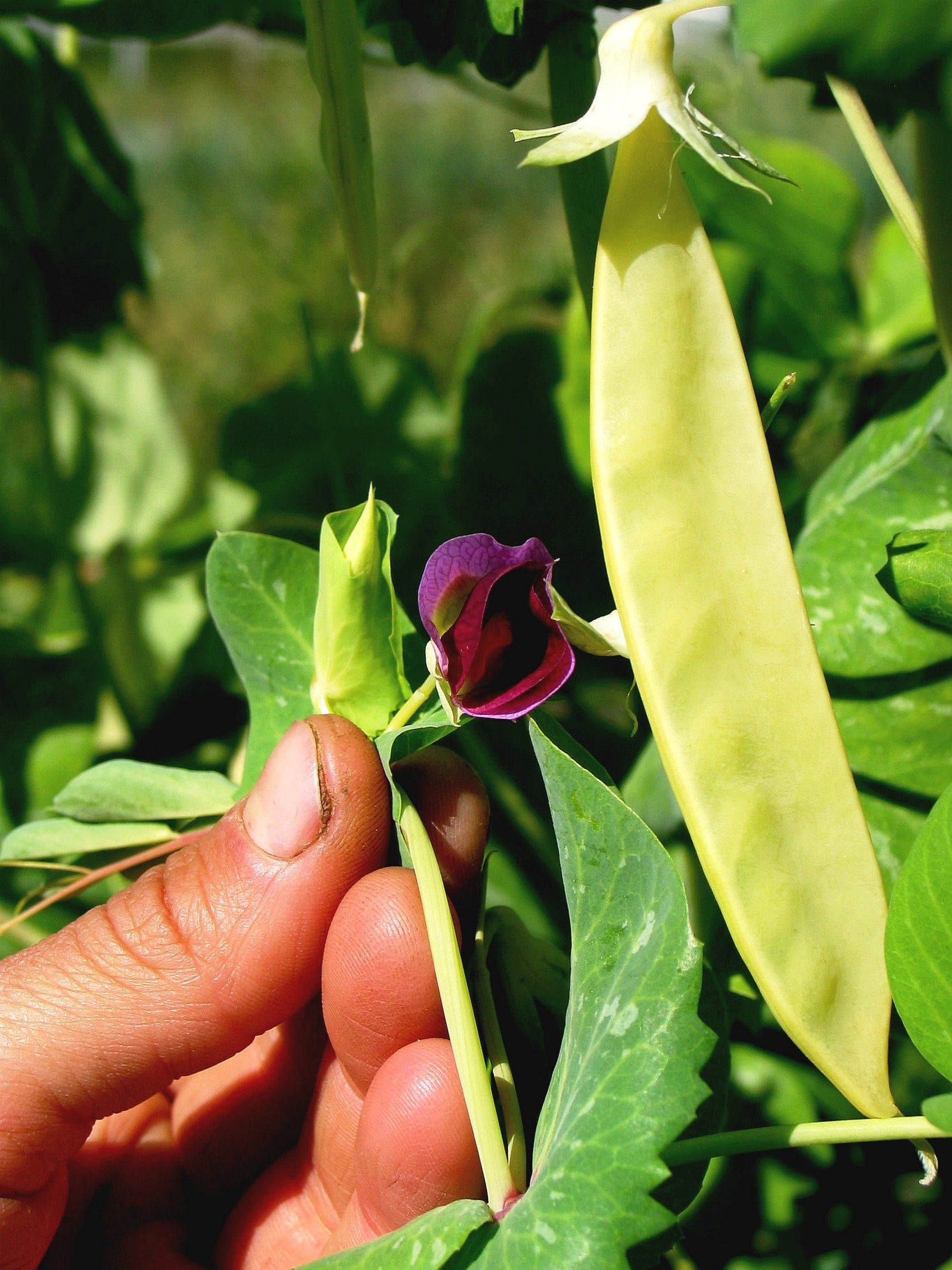 snow pea seeds for planting Snow Pea, 'Golden Sweet'